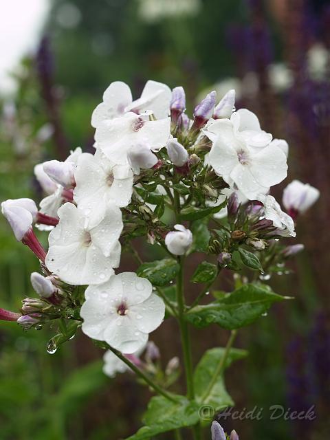 Phlox Antonine Mercie.JPG